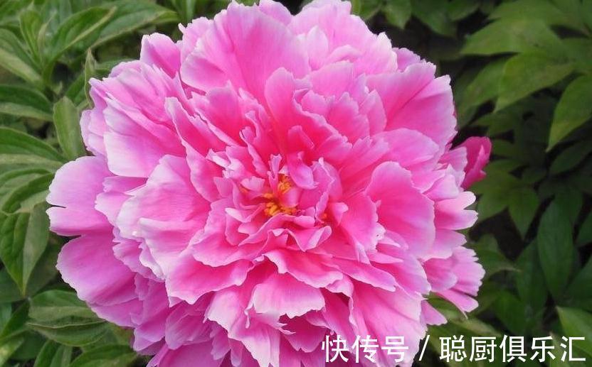 此些植物都不能错过,此时开花正艳,您都喜欢吗