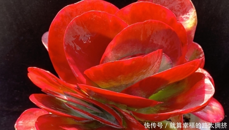 喜欢多肉?建议春节入手这些红色系品种,可以平添几分过年的气氛