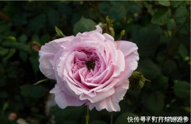 25个拥有中国血统的波旁月季。花朵超大个个丰花,还能爬藤做花墙