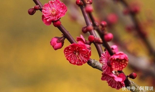 梅花凌寒|一幅《岁寒三友图》里,可以出现下列哪种植物?蚂蚁庄园今日答案