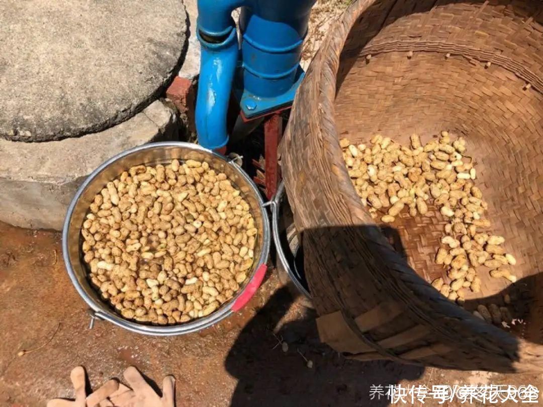 花生瓜子壳···配成营养土，给花养出“面条”根