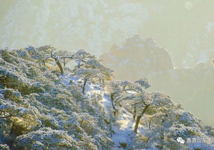 泰山银装素裹后石坞，雪松玉树赛仙境！