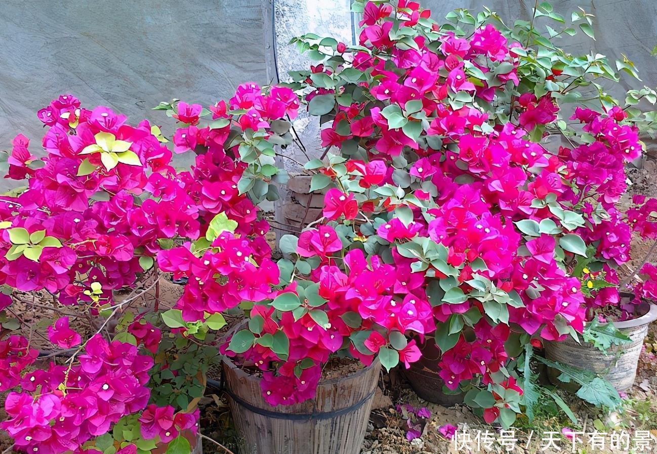 养护|涨知识!邻居奶奶养三角梅,全靠抓住这3点