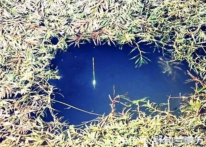 爱信不信！降温后，鲫鱼都藏在这5个地方