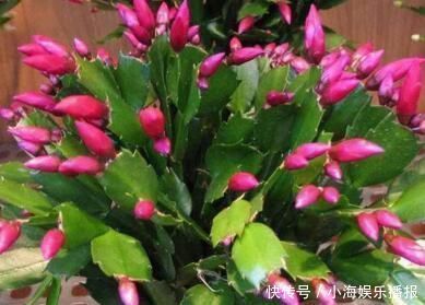 老花匠这样养蟹爪兰，“1种汁液”兑水浇，7天1次，新芽蹭蹭冒