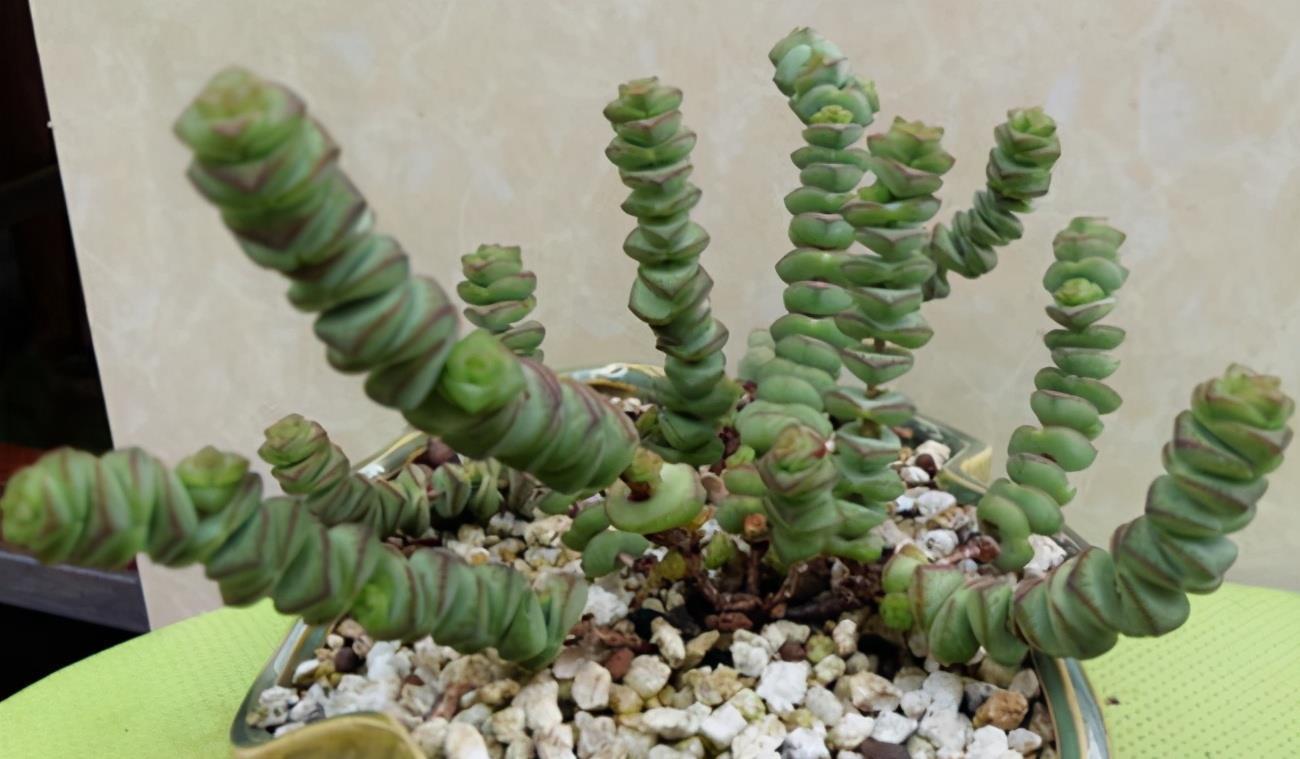 光照|多肉度夏难易招虫?选这3款普货盆栽,漂亮,还不用费神照顾