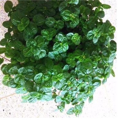 此花是二手烟克星,家里有烟民的养一盆,呼吸更安心