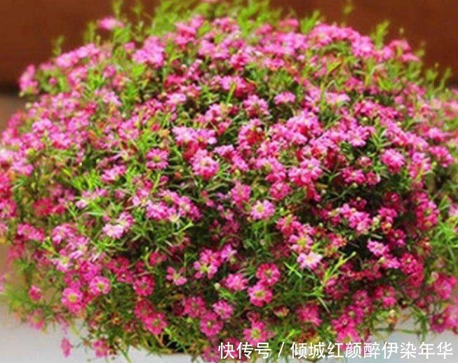 “5种花”是爆盆能手,好养易活,直接开成“花海”,太美了!