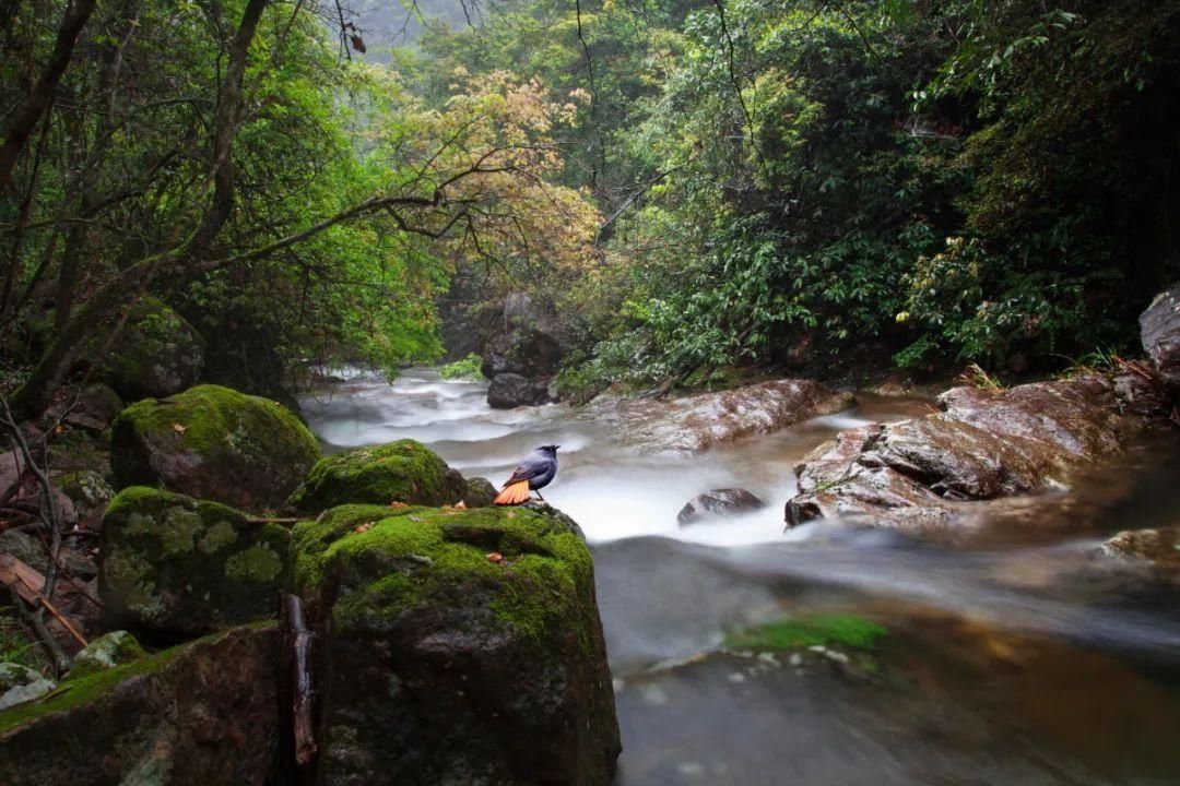 这处|硬核！遂昌这处国家4A级景区荣登2020年山岳型景区品牌50强！