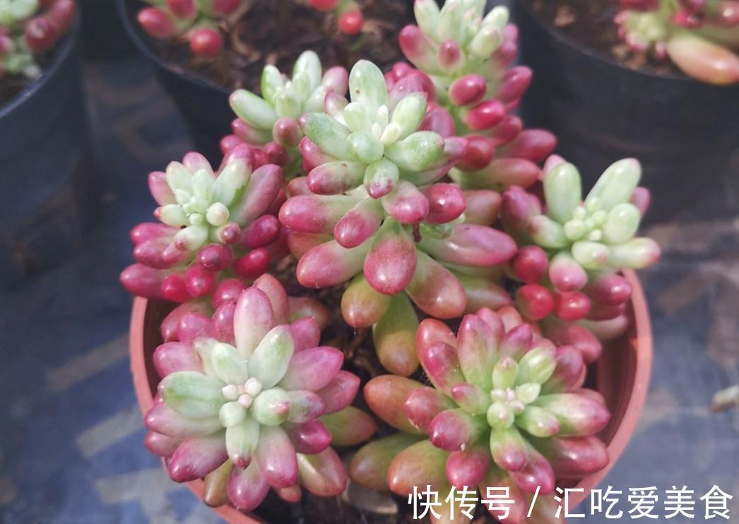 冬天养多肉，有“3怕1喜”，做好了才能安全过冬