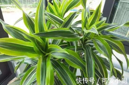 懒人养植的盆栽,一个月浇次水都没问题