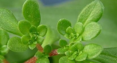 子宫|女人爱美常吃以下食物，调经补血，排毒养颜，清理子宫污血