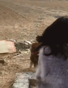 |搞笑GIF:妹子,你把我的步伐全打乱了!