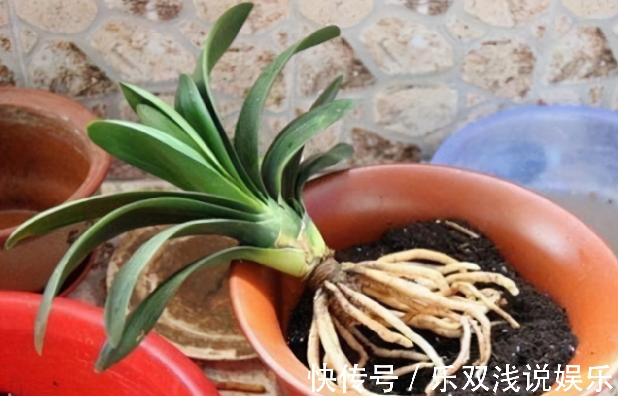 想换盆怕把花“换死”?教你一个“安全”的方法,换完快速生长