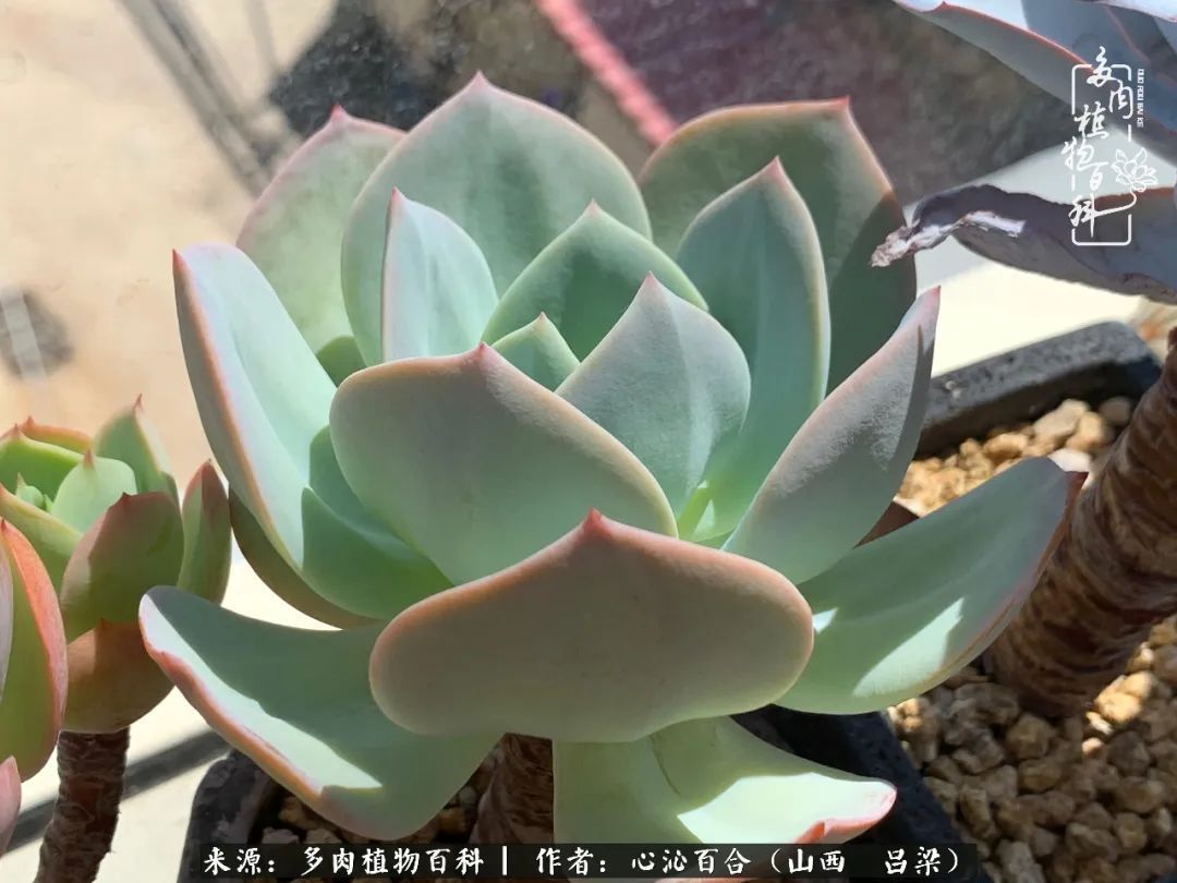 夏季的多肉，绿色才是主色调！努力呵护，期待绽放的那一刻！