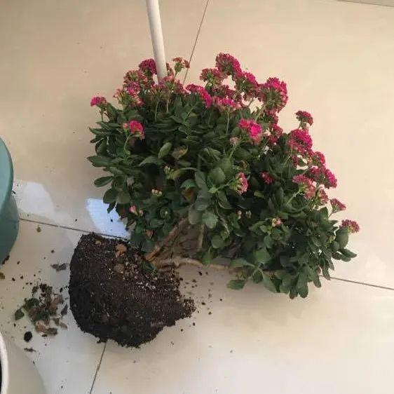 蟹爪兰|长寿花换盆，切忌越换越大，一直用小盆养才好！