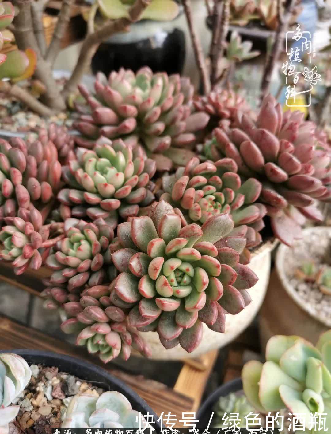 无关利益,不计得失,多肉给了我不一样的感受温暖的方式