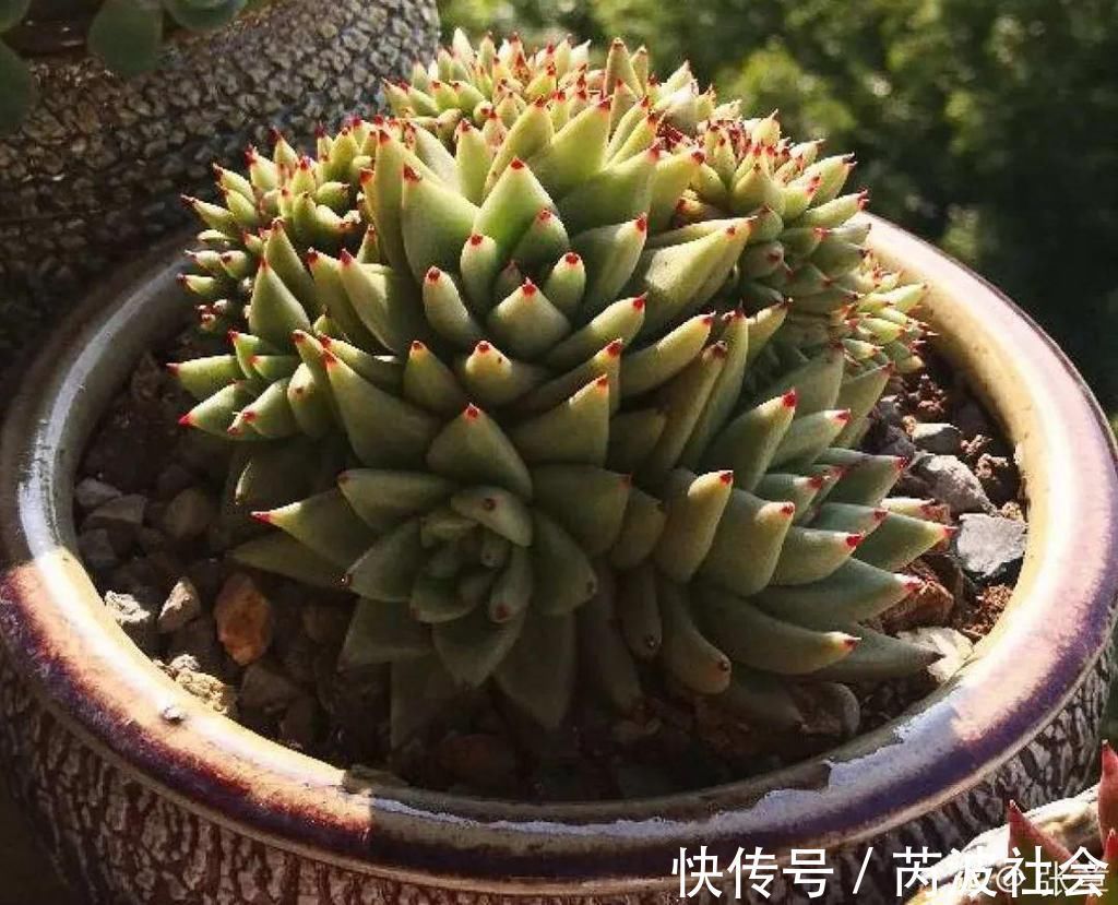 寒潮过后,多肉美出天际,颜色鲜艳明亮,真馋人!