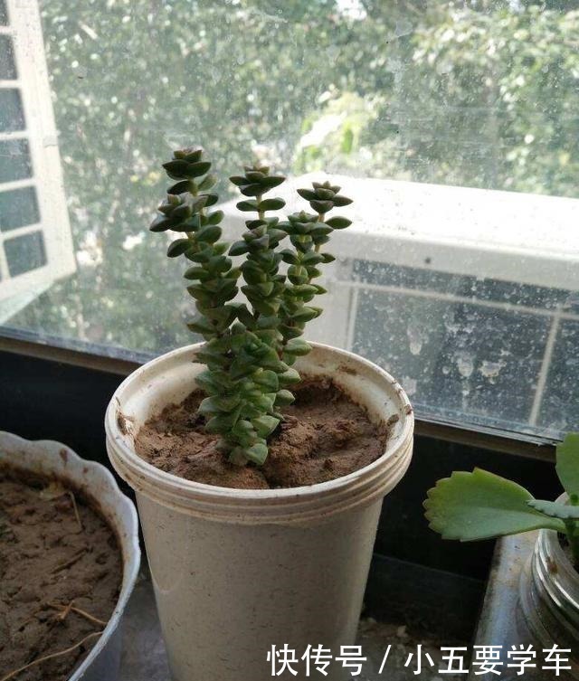 茶叶水|浇水时的3个坏习惯,赶紧丢掉,不然土壤硬得像石头!