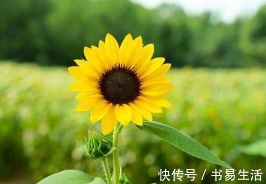 欠债|去年苦一年，换来10年好运气的3大属相，无病无灾不欠债！