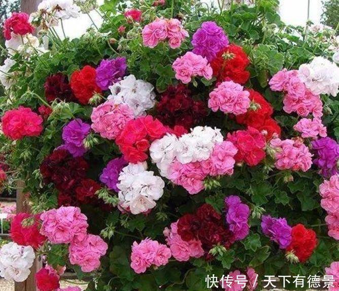 花芽|4种花是“爆盆能手”,好养易活,沾土就活,开花又大又艳