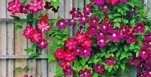 春天|一到春天,疯花3354铁莲,天气变暖,就长成花墙,比玫瑰更漂亮