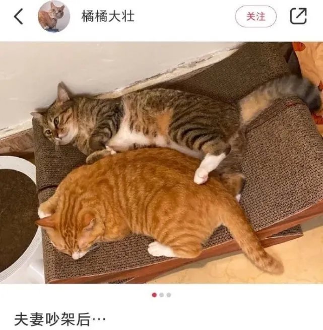 |内涵段子|微 胖 女 生