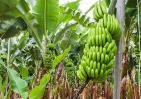 香蕉|普通黄香蕉缓解贫血,避免感冒,这几个种植技巧你知道吗