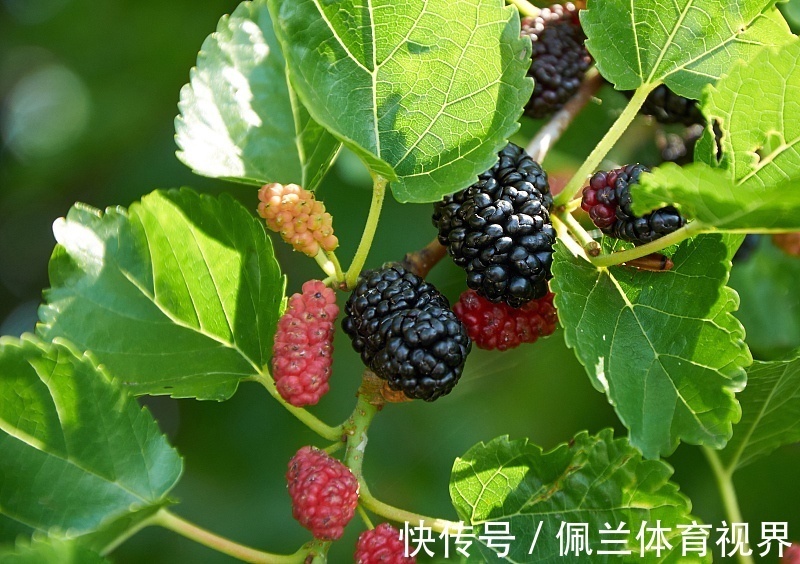 麦秋|农村随处可见的桑叶,采摘了做茶特别好,啥时候采摘为妙?