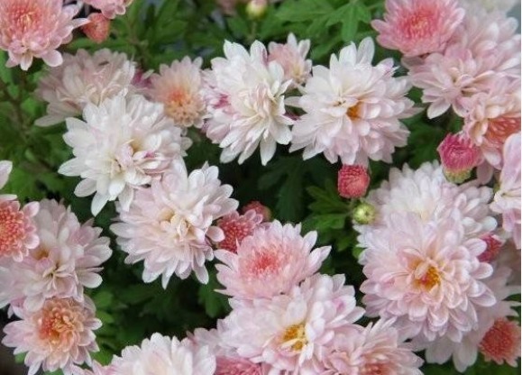 花色|最美的5种菊花,好看好养颜值高,娇艳妖烧,花型圆滚奇特惹人爱