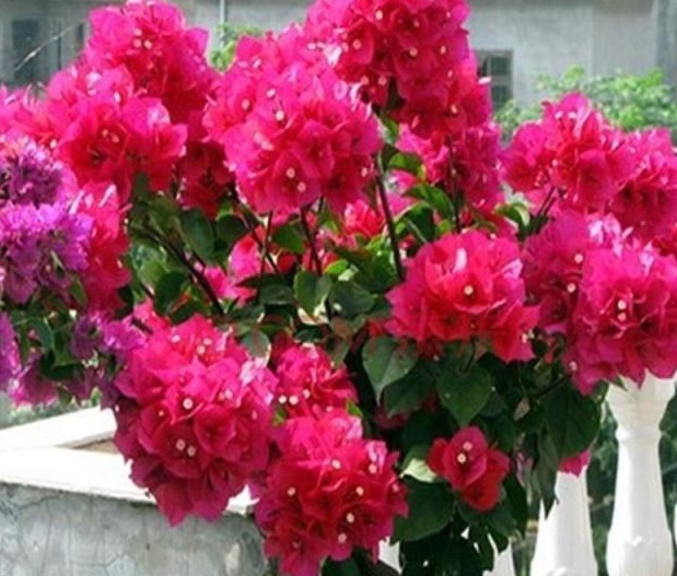 植物|养三角梅,1把“黑球”撒土里,枝条一下“窜2米”,开花1000朵!