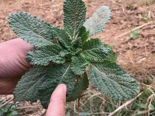 野草|满身长满疙瘩,过去用它煮鸡蛋吃,如今成极品野菜,15元一斤