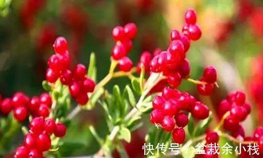 冬病夏治|养生要常吃以下3种食物,滋养肌肤,预防近视,提高免疫力