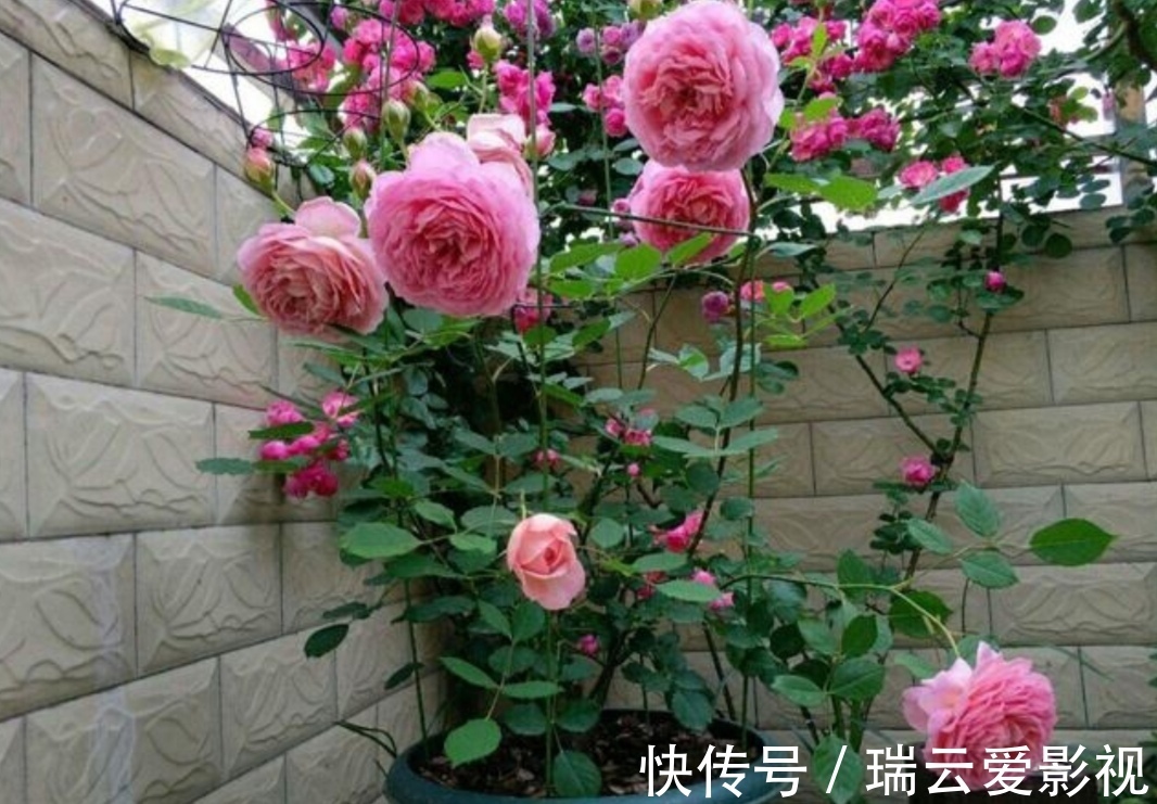 月季别再扦插了,用另1种方法繁殖,更容易成活