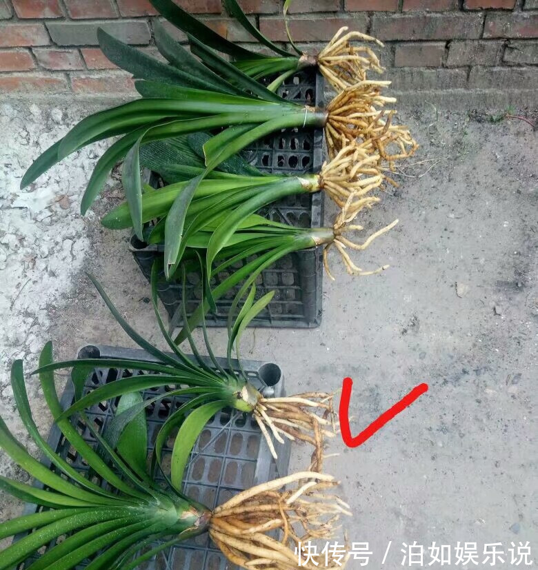 君子兰吃点“小颗粒”,长速就像“大白菜”,1年冒5对“油绿叶