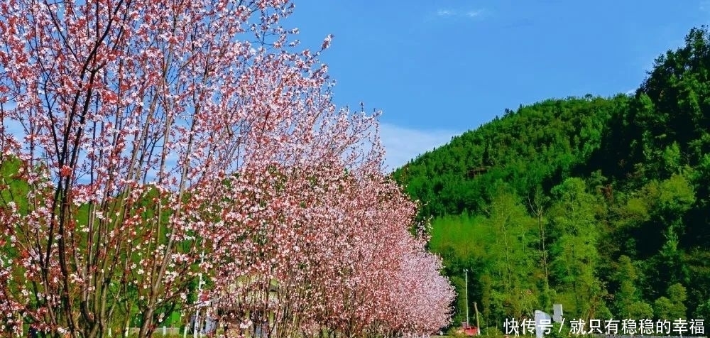 中国宣汉：春风十里，三月花海艳巴山