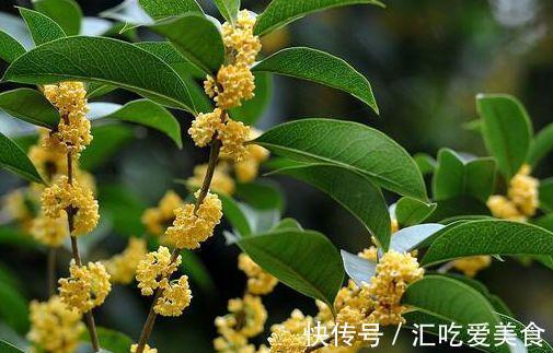 农历十月初七立冬后,养什么花?以下3种花,吉庆有余顺心如意