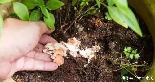 花肥|鸡蛋壳养花,用对了才是好花肥,出错了就烂根,养一盆死一盆!