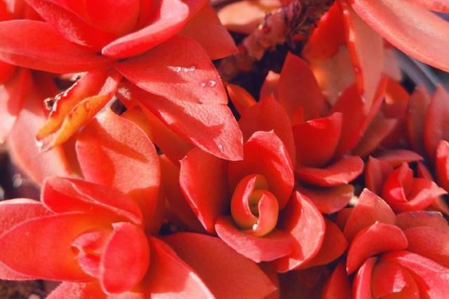 想要多肉“变色”，满足3个主要条件，多肉叶片肥厚，颜色艳丽