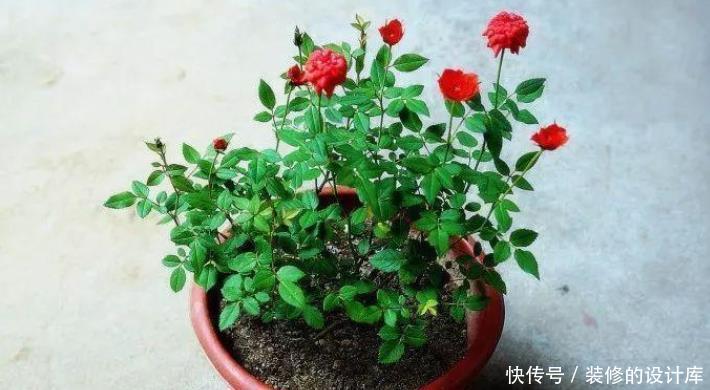 开花|微型月季的养护技巧,在阳台、窗台上也能不断开花
