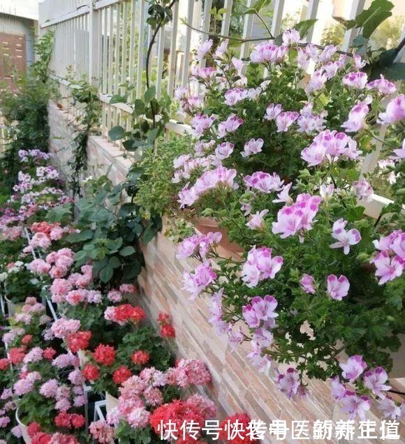 浇水|阳台养花养些“不死花”,一个月不浇水,还能打鸡血似地开满花!