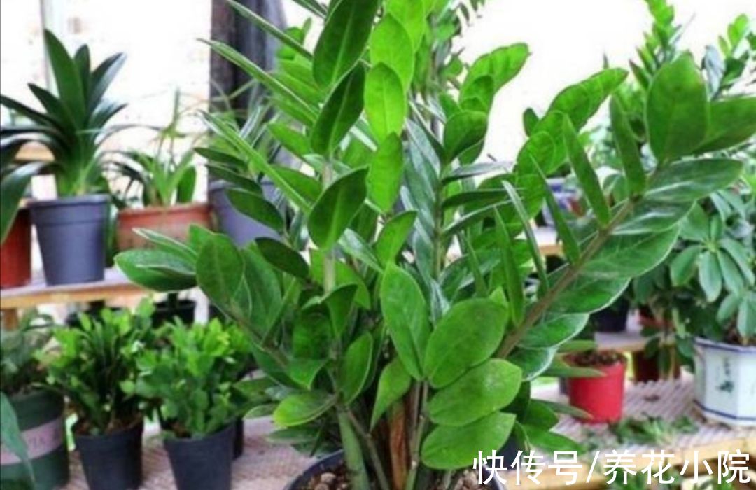 旺财|5种“旺财植物”，养在家里漂亮美观，寓意又好