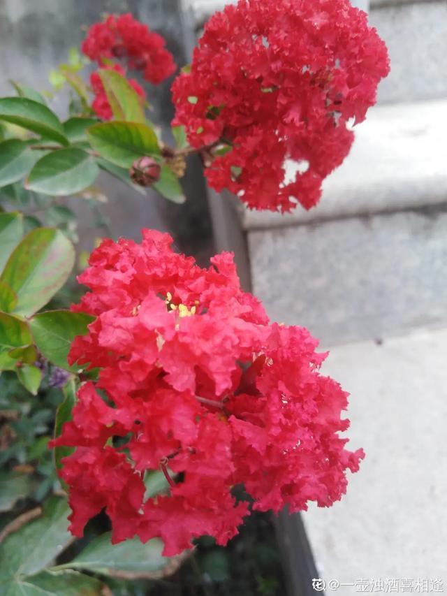 想要家里四季花开，这20种花，连续能开300天，完全不歇气