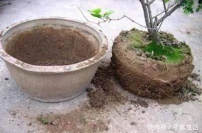 发酵|盆土铁如锤浇这“2种水”,一浇就疏松,5年不用施肥换盆了