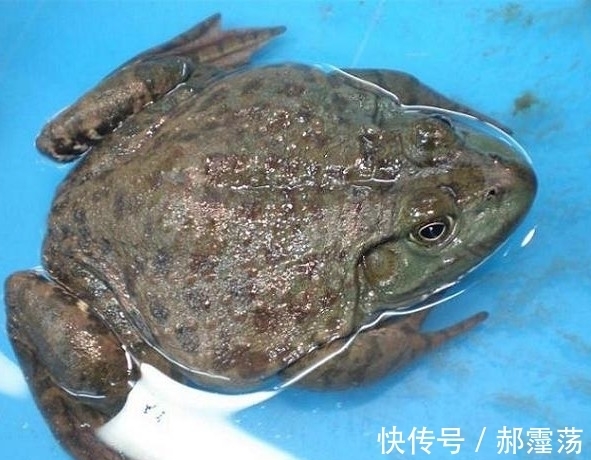 男子用活鼠去垂钓，既然被这大物给盯上了，可把他给乐坏了