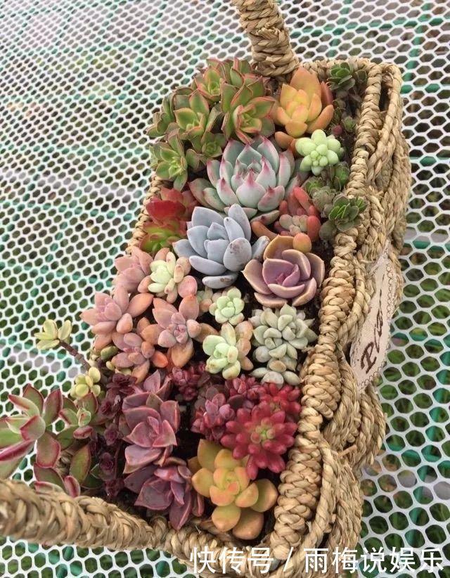 花盆|用篮子种多肉，红灿灿的超好看，瞬间变身高档花盆！