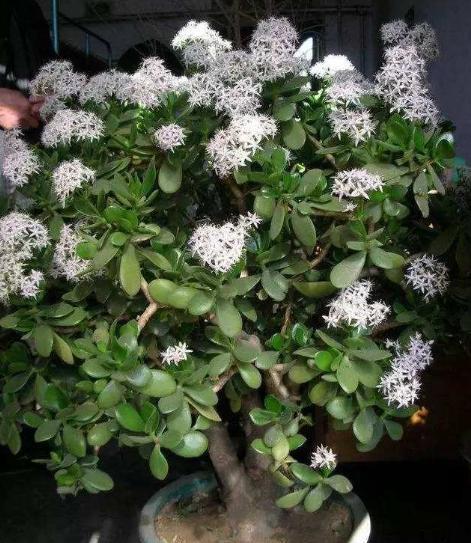 玉树不开花，“问题”就在这，做好几点，年年开满花