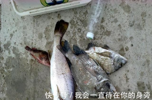 渔获|真气人野河打了重窝钓鱼,刚开始连杆别人把竿子抛进你窝里