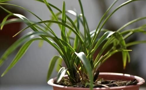 兰花叶子发黑如何补救?简单、有效、又安全的4招