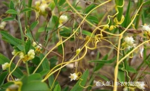 植物|这全身都是“金丝”的植物,你见过没中医说它可是男性的福音